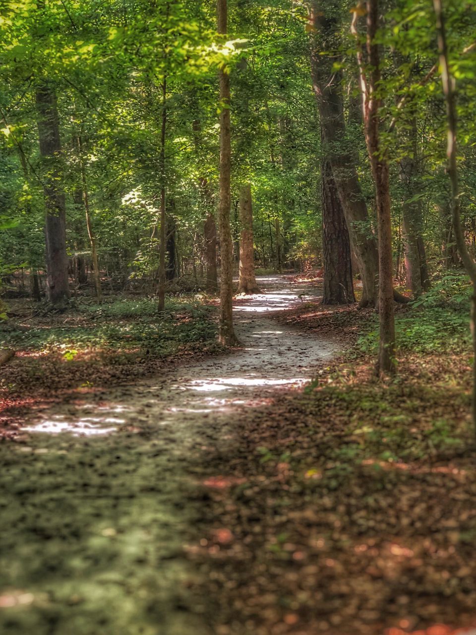 FOOTPATH AMIDST PLANTS IN FOREST