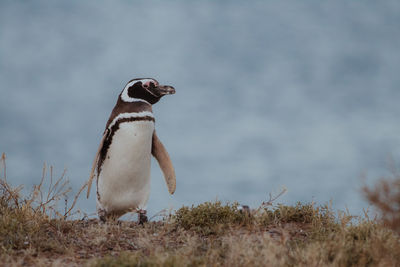 Magellanic penguin in patagonia.