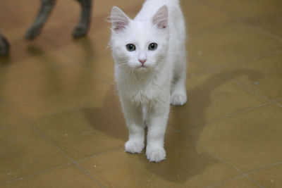 Portrait of white cat standing on tiled floor
