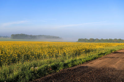 Scenic view of oilseed rape field against sky