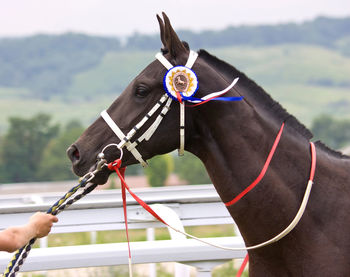 Portrait of winner,hippodrome in pyatigorsk,caucasus.