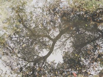 Low angle view of trees in forest