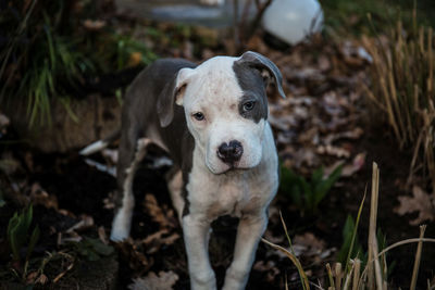 Close-up portrait of dog