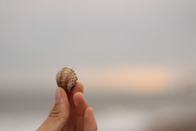 Close-up of hand holding crab against sky