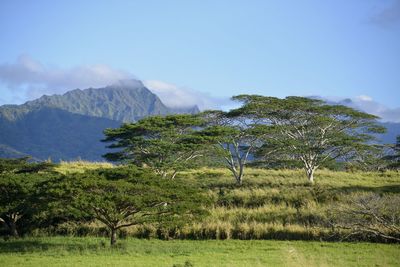 Scenic view of trees on field against sky