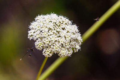 Close-up of insect on plant