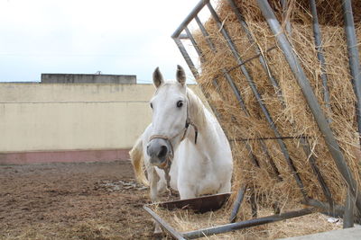 Horse standing in a pen