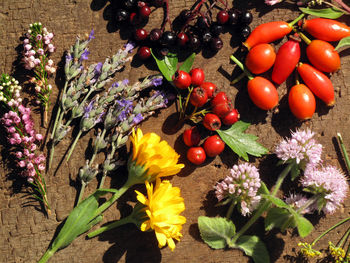 High angle view of various flowers on plant