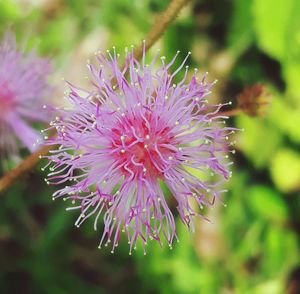 Close-up of flower against blurred background