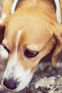 Close-up of a dog looking away