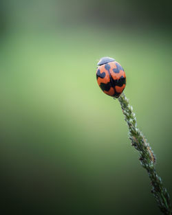 Close-up of ladybug on flower