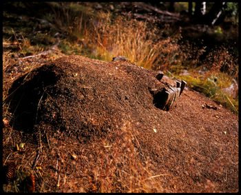 High angle view of horse on field