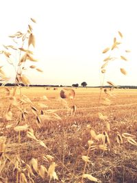 Scenic view of field against clear sky