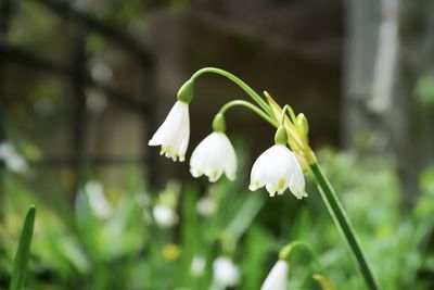 Close-up of white flowering plant