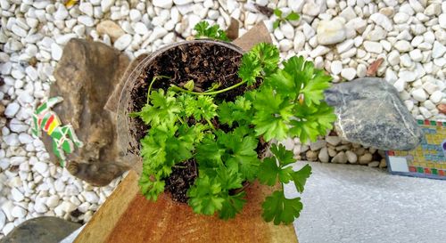 Close-up of plant growing on rock