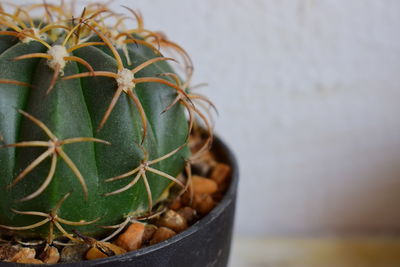 Close-up of potted cactus