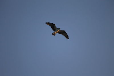 Low angle view of bird flying against clear sky