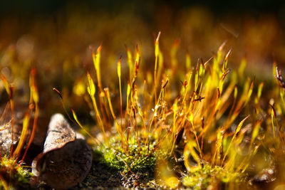 Close-up of plant growing on field