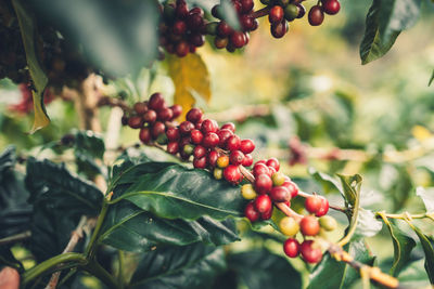 Close-up of red berries growing on coffee plant