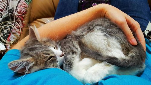 Close-up of cat sleeping