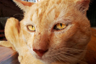 Close-up portrait of a cat