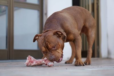 Close-up of dog