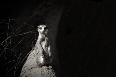 Portrait of meerkat on rock