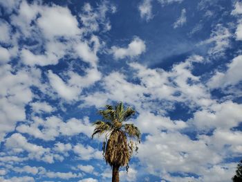 Low angle view of palm tree against sky