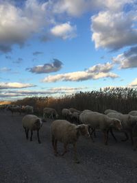 Sheep grazing on field against cloudy sky