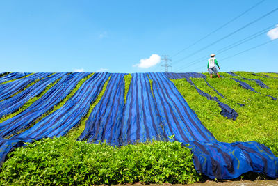 Low angle view of man drying blue fabrics on grassy field against blue sky during sunny day