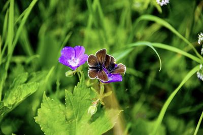 Close-up of butterfly pollinating on purple flower
