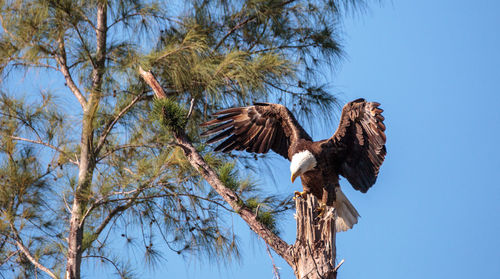 Flying adult bald eagle haliaeetus leucocephalus leaves its nest on marco island, florida 