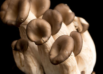 Close-up of mushrooms against black background