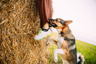 High angle view of dog on grassy field