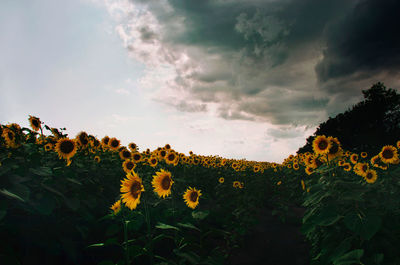 Yellow flowers blooming on field against sky