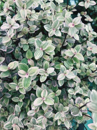 Full frame shot of flowering plants