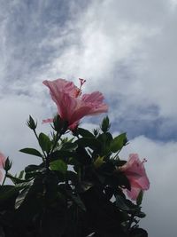 Close-up of red flower against sky