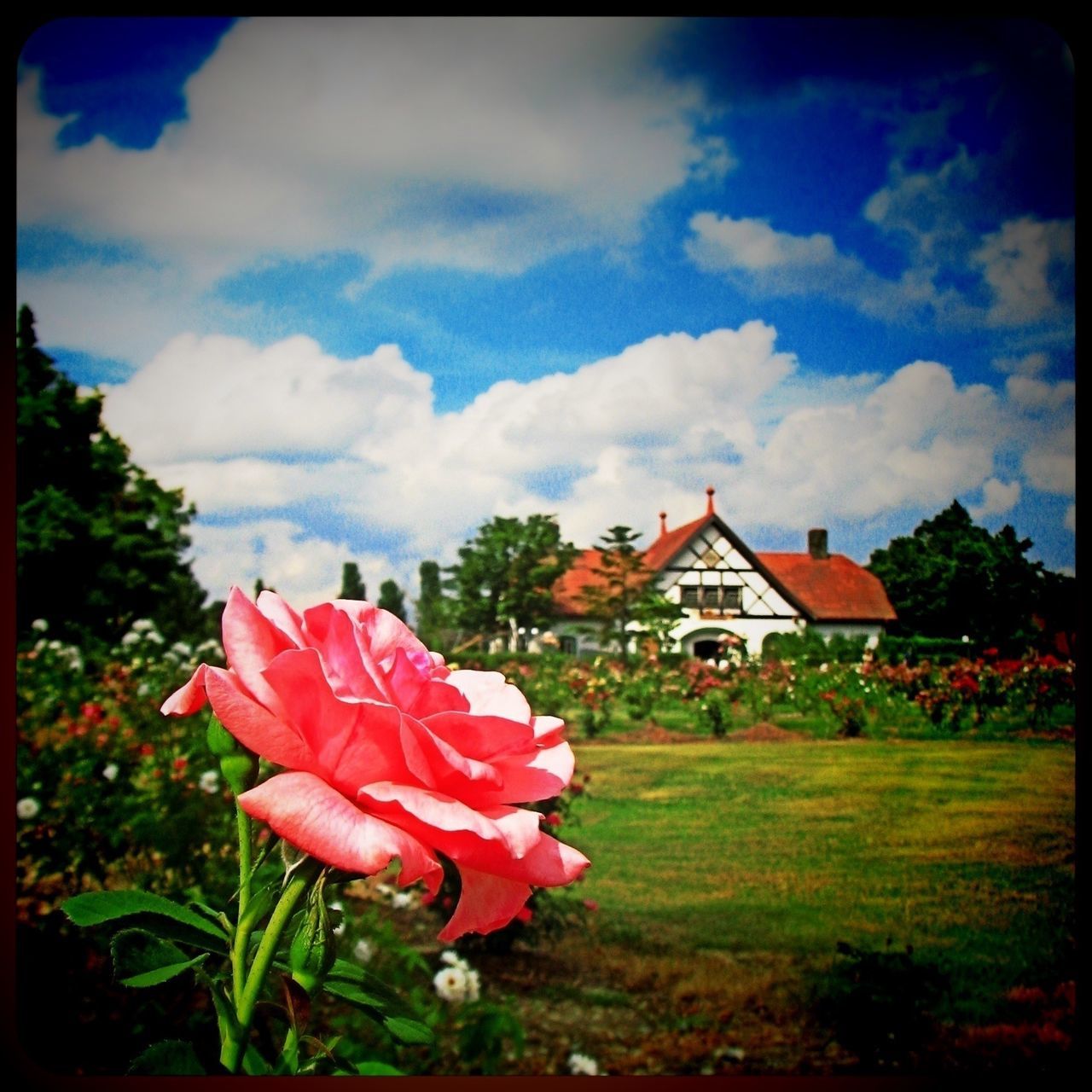 flower, building exterior, architecture, sky, built structure, cloud - sky, growth, cloud, plant, beauty in nature, freshness, field, house, nature, transfer print, grass, fragility, cloudy, petal, auto post production filter