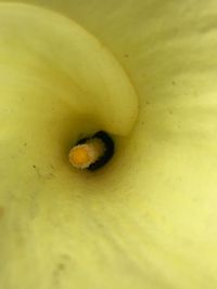 Close-up of insect on yellow leaf