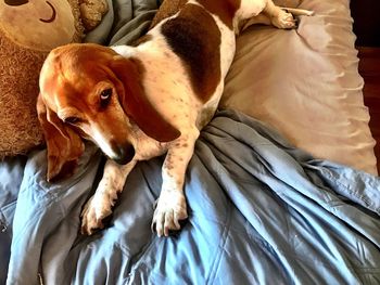 High angle view of dog relaxing on floor