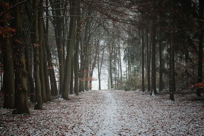 Trees in forest during autumn