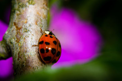 Close-up of ladybug on purple leaf