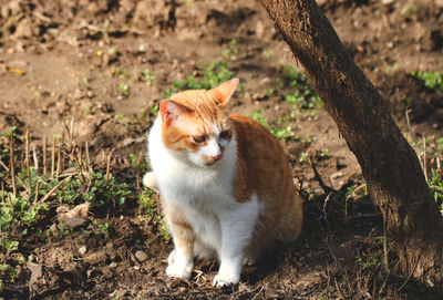 Cat lying on field