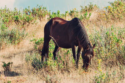 Horse standing in a field