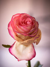 Close-up of pink rose