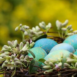 Close-up of easter eggs in basket