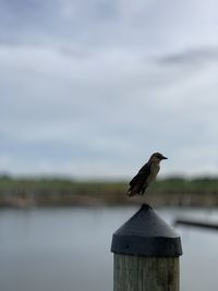 Seagull perching on wooden post in lake against sky