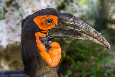 Close-up of a bird