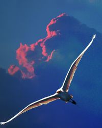 Low angle view of bird flying against blue sky
