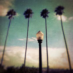 Low angle view of palm trees